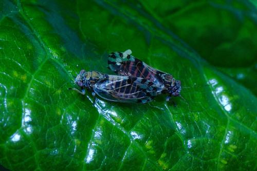 Cacopsylla pulchella